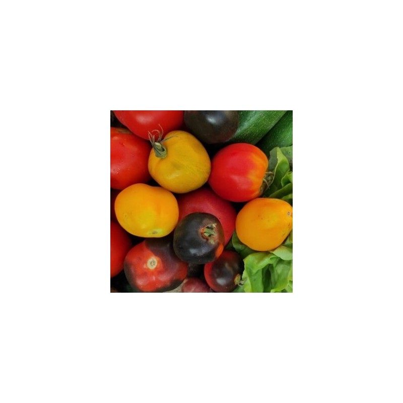Bio92-tomates anciennes-le potager des saveurs