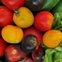 Bio92-tomates anciennes-le potager des saveurs