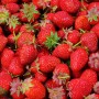 Bio92-fraises-bio-les-potagers-de-l-ascanne