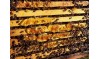 Journée mondiale de l'abeille chez Bio 92